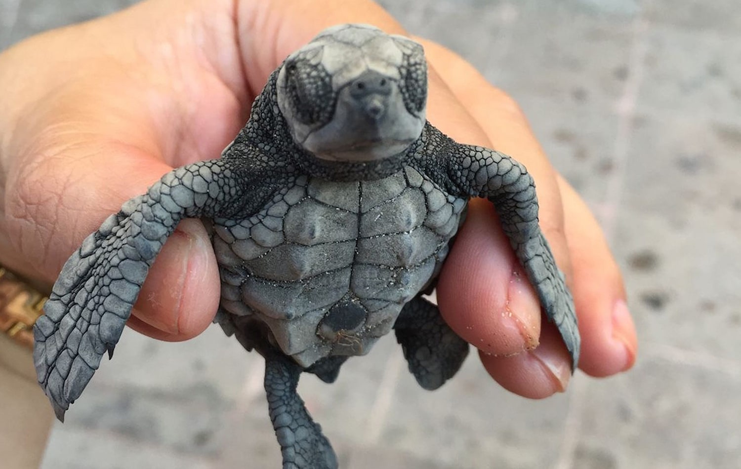 See A Sea Turtle Hatchling