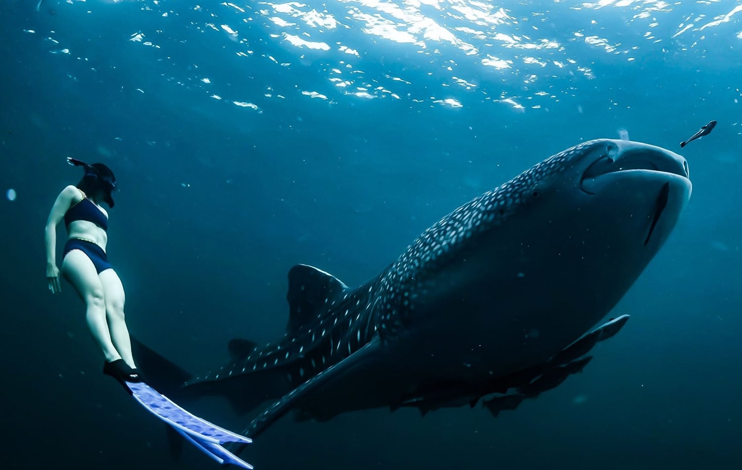 Swimming With Whale Sharks