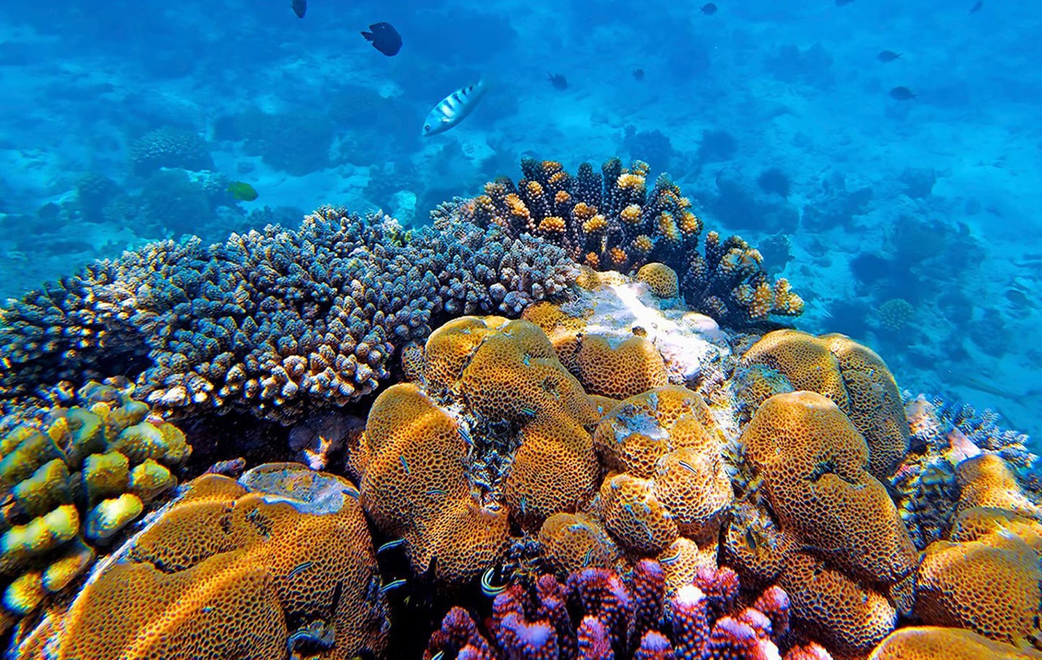 Snorkeling at Misali Coral Gardens