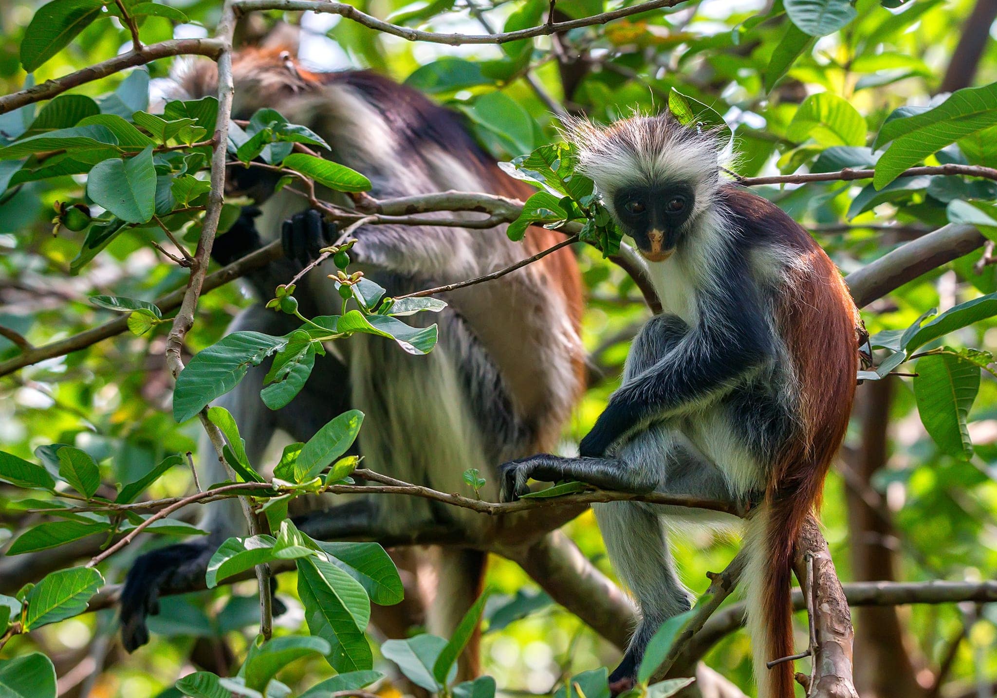 Walk Through Time in Stone Town
