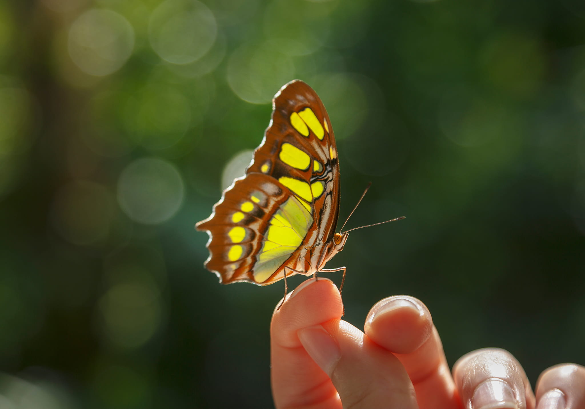 Step into a Zanzibar’s Butterfly Haven