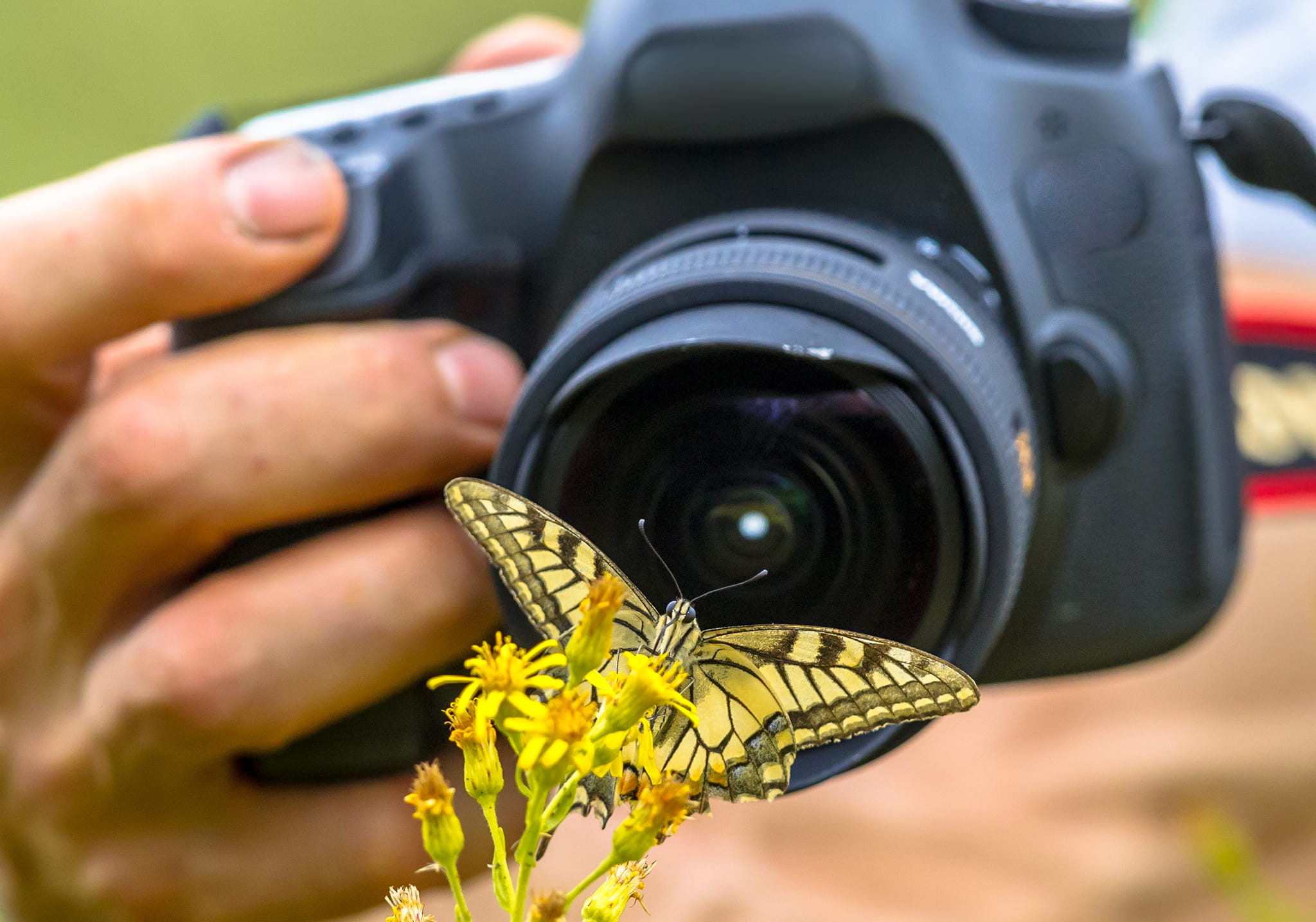Step into a Zanzibar’s Butterfly Haven