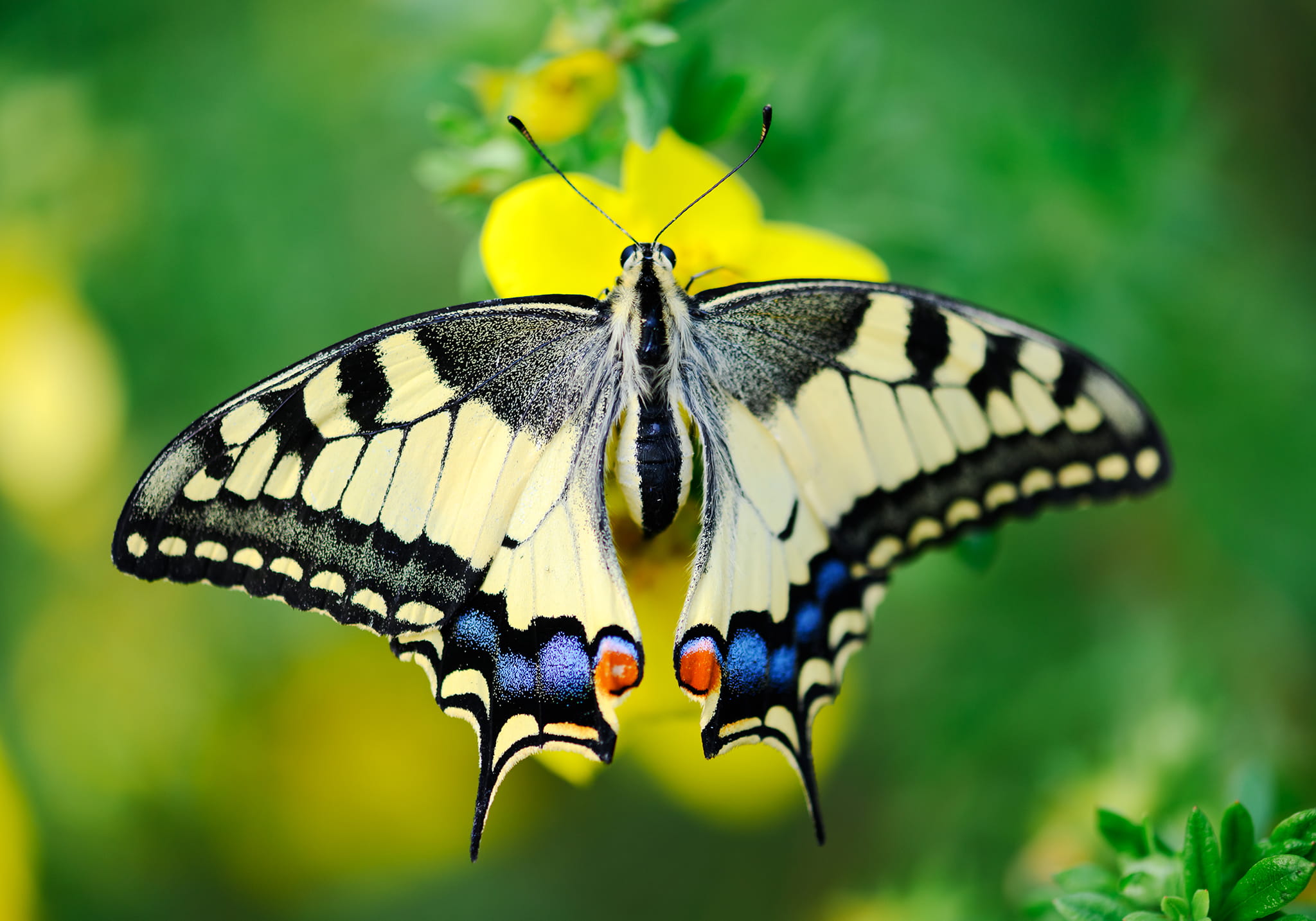 Step into a Zanzibar’s Butterfly Haven
