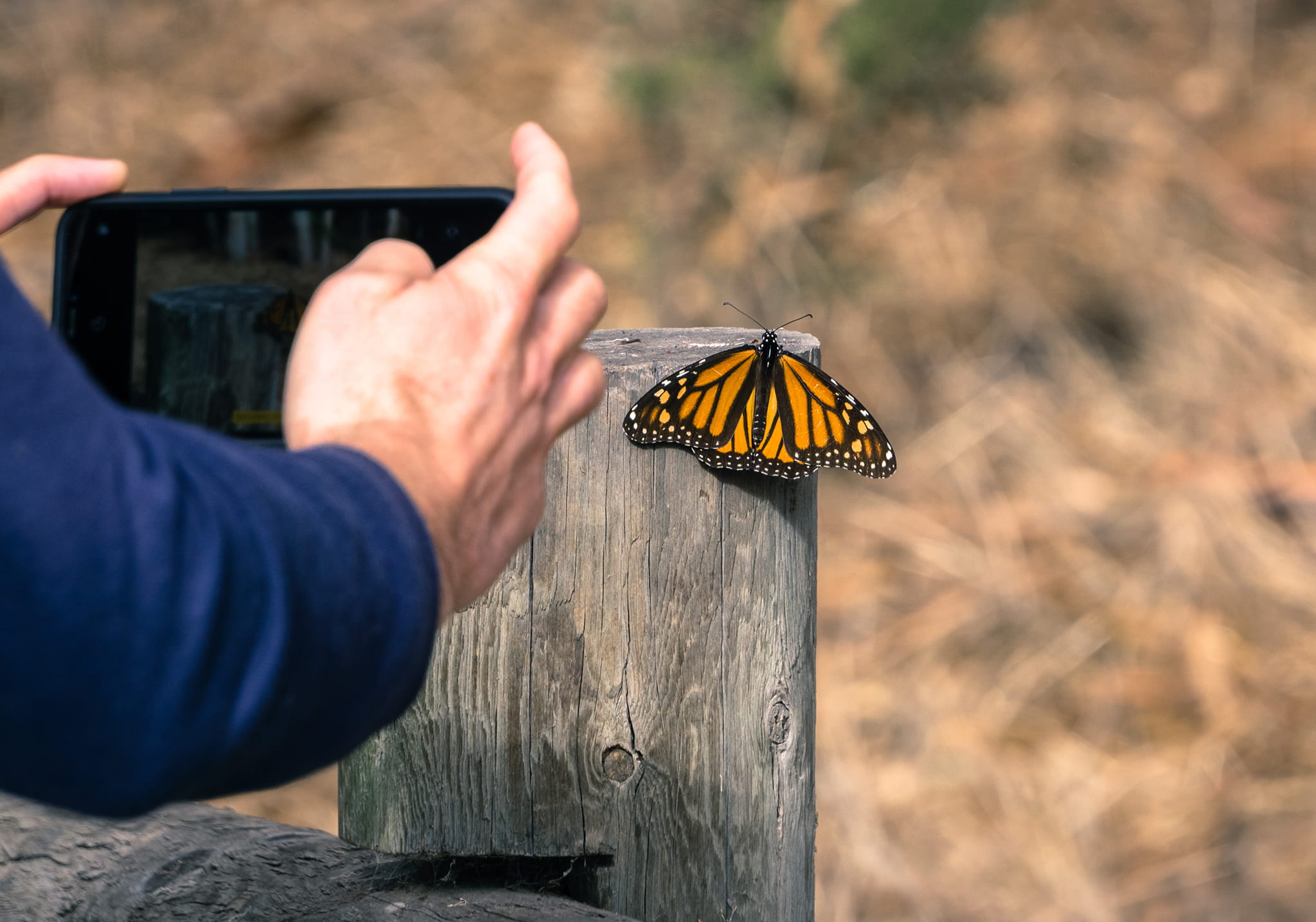 Step into a Zanzibar’s Butterfly Haven