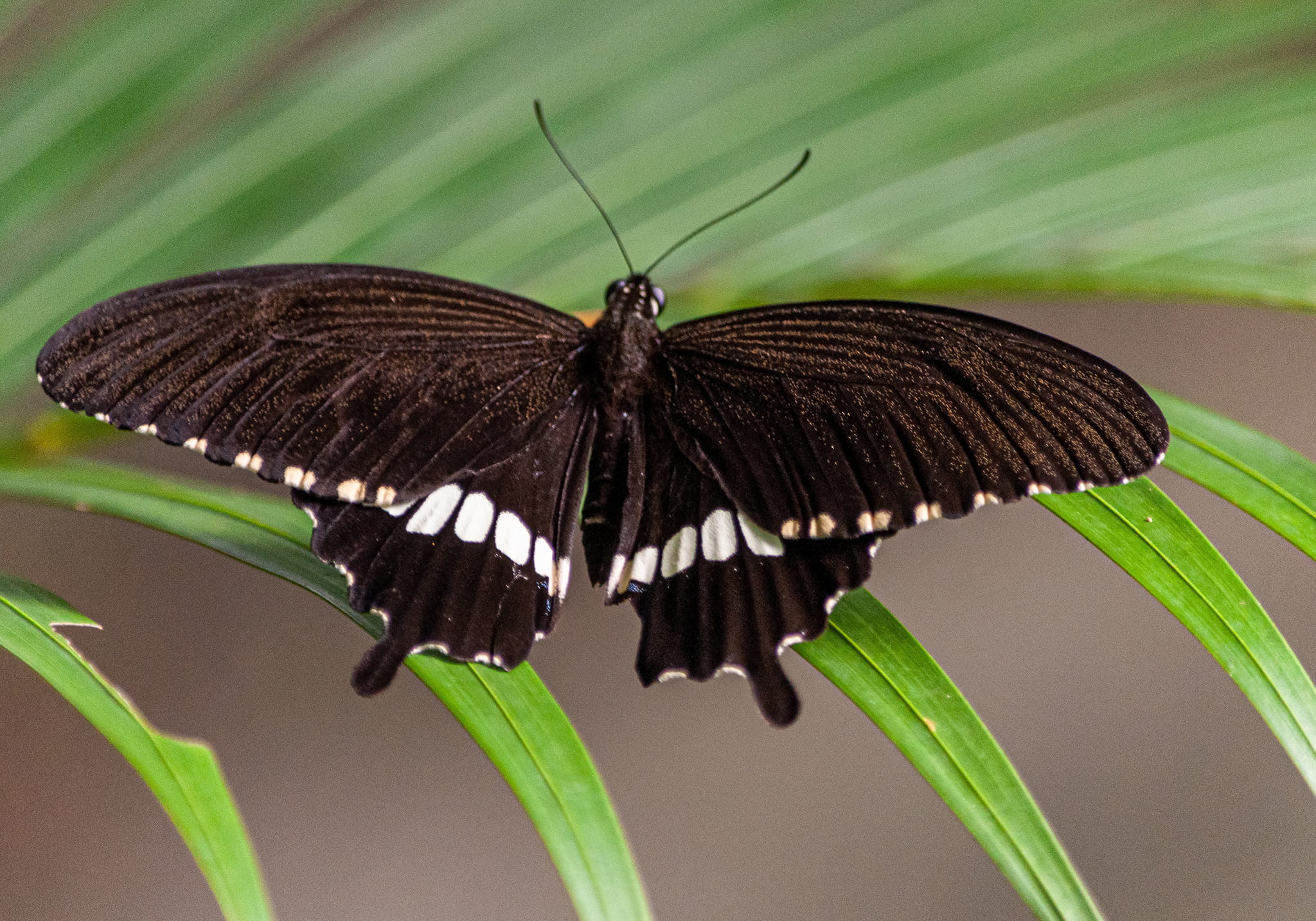 Step into a Zanzibar’s Butterfly Haven