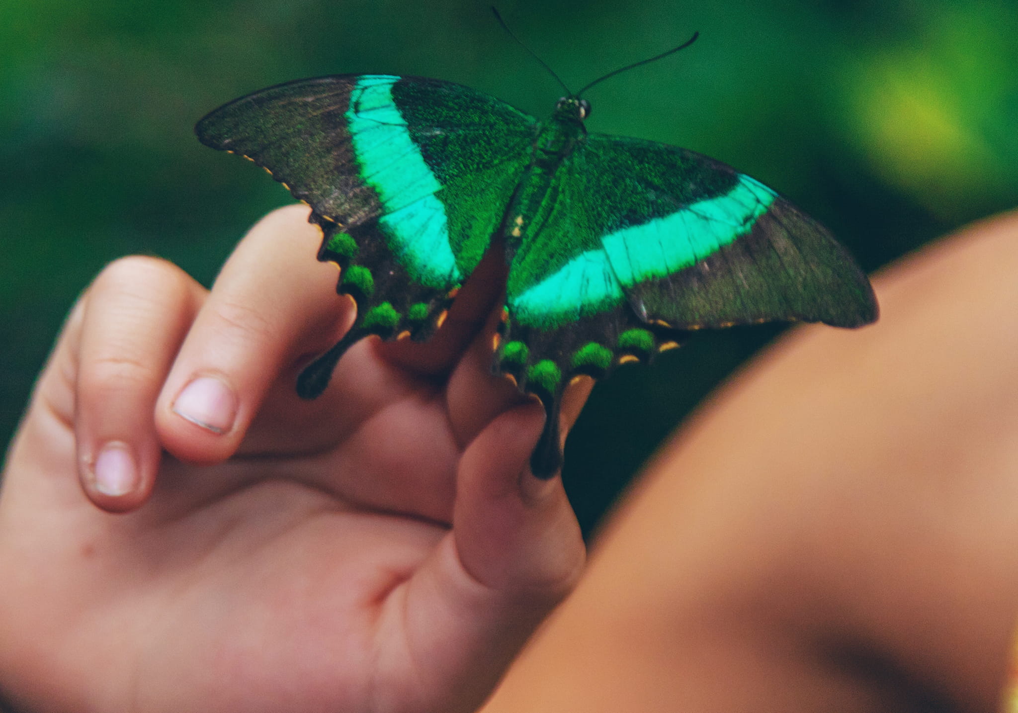 Step into a Zanzibar’s Butterfly Haven