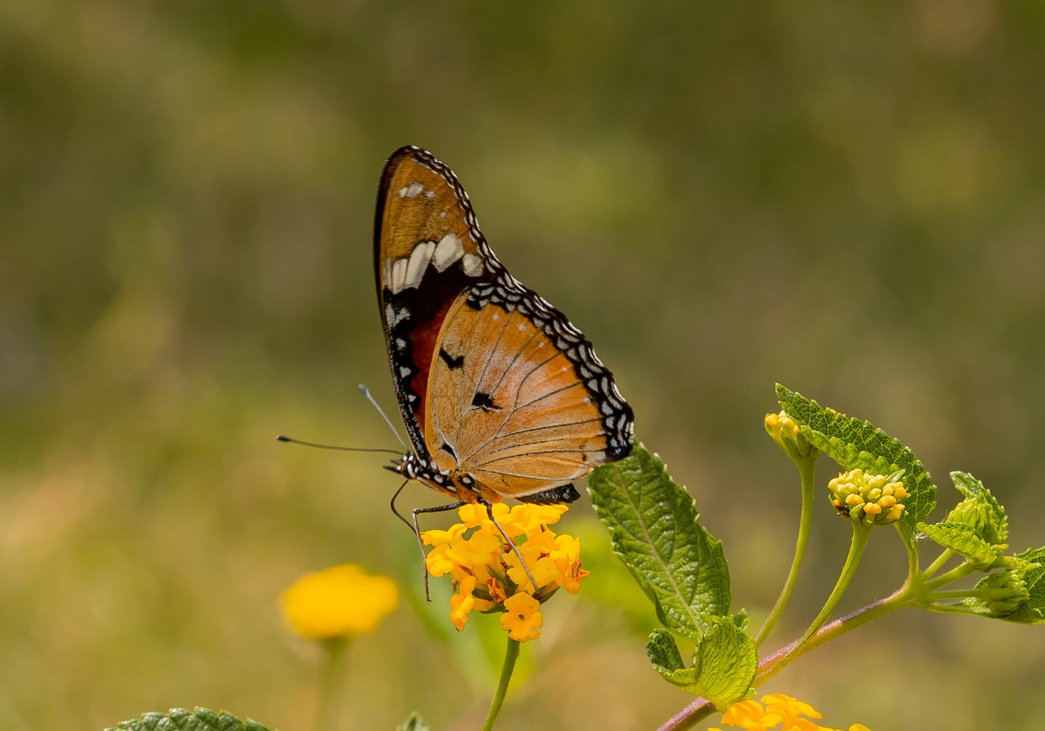Step into a Zanzibar’s Butterfly Haven
