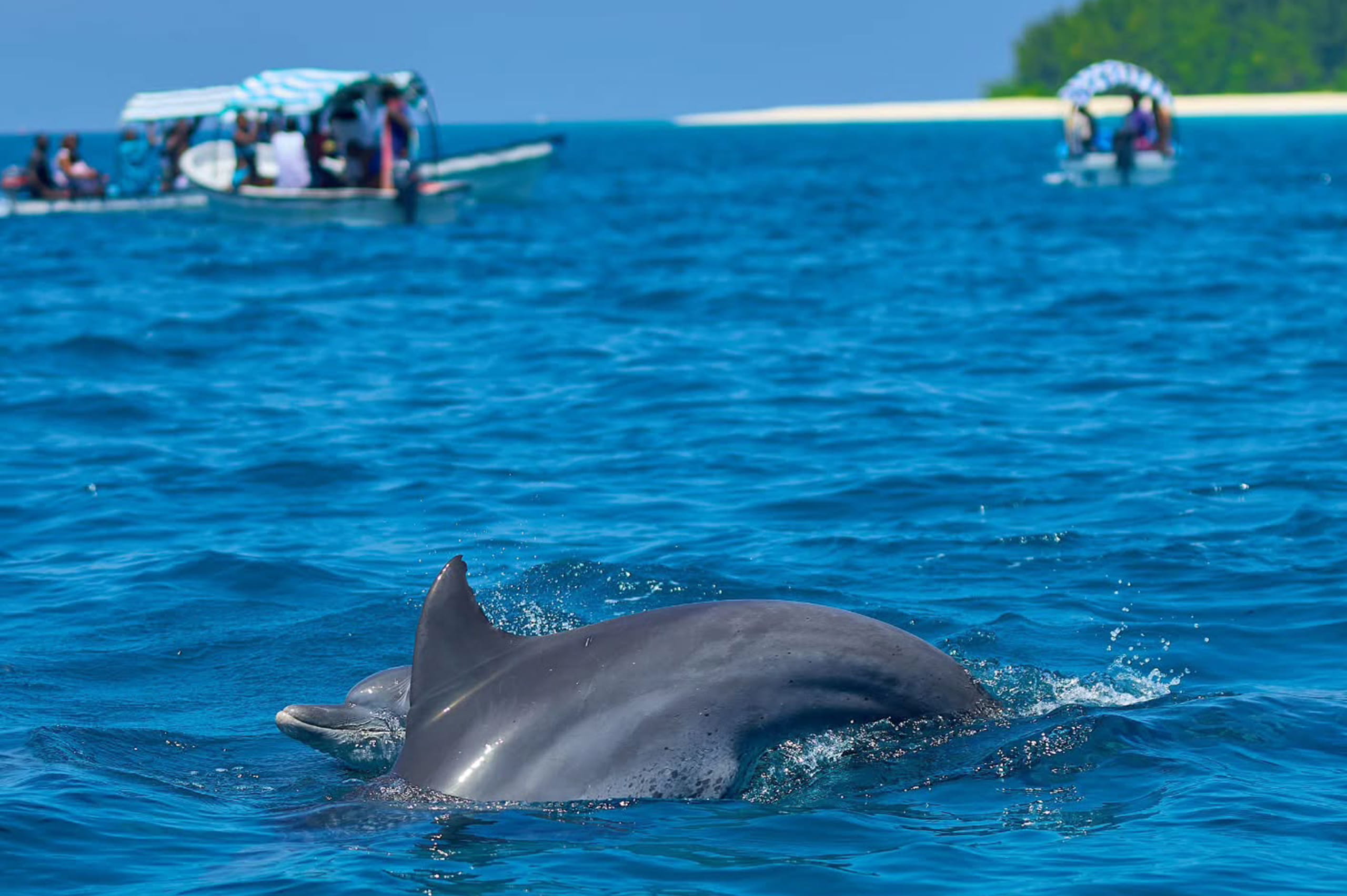 Swimming With Dolphins at Kizimkazi