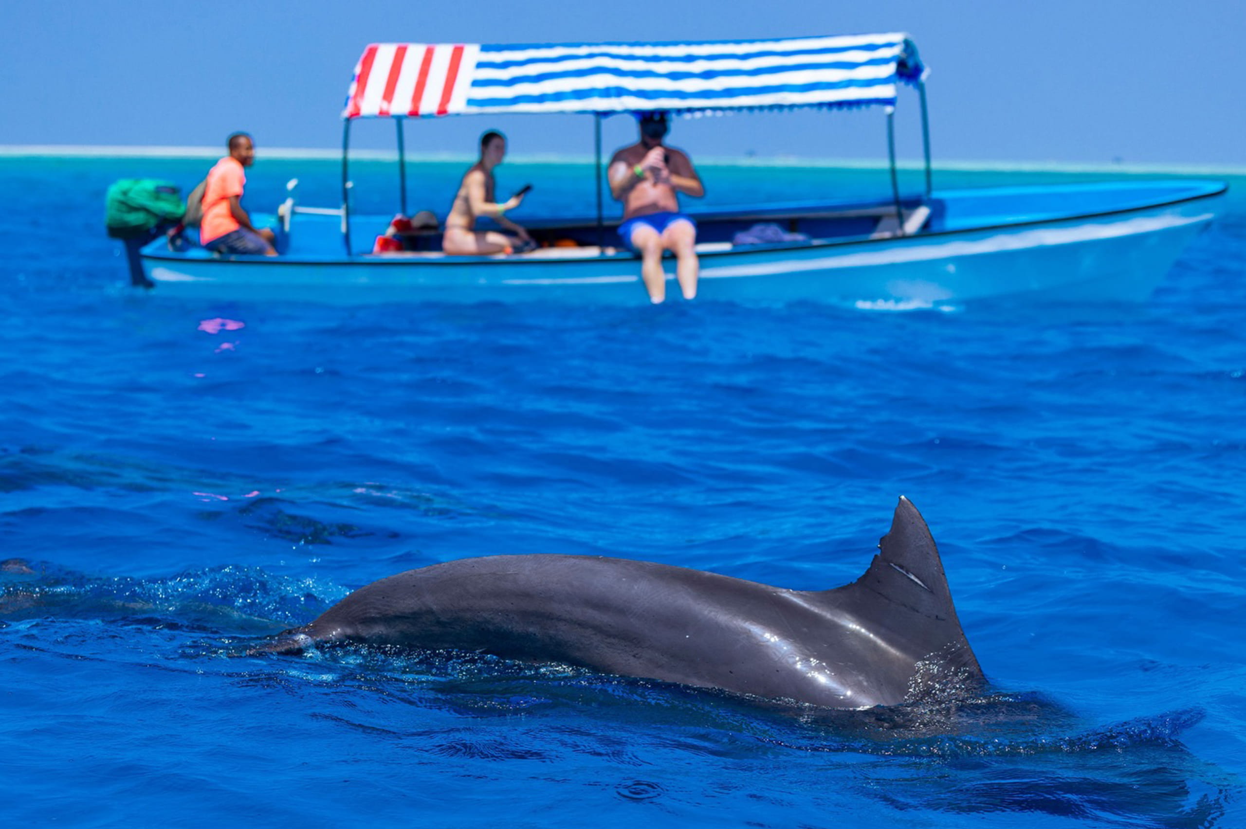 Swimming With Dolphins at Kizimkazi