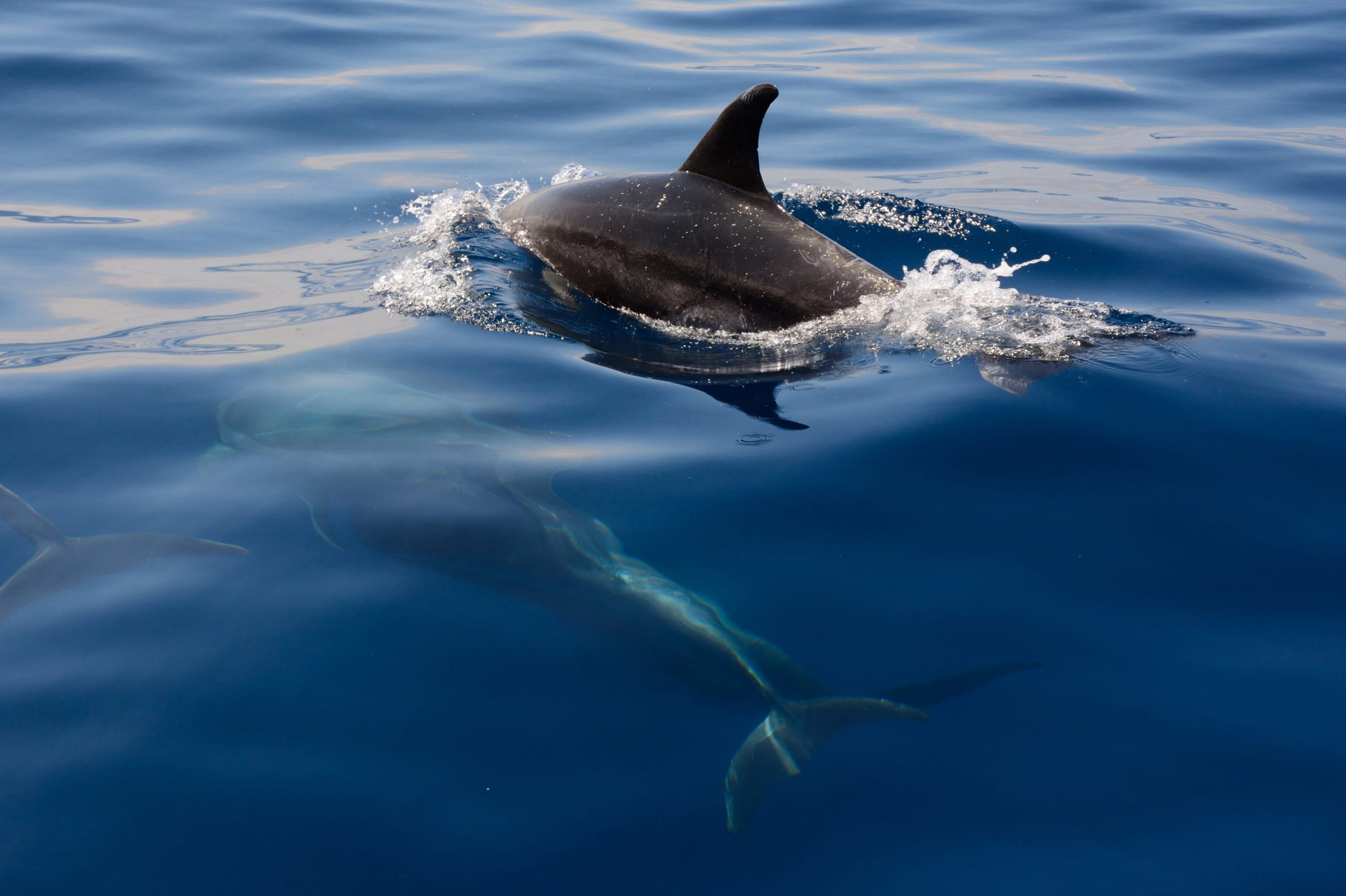 Swimming With Dolphins at Kizimkazi