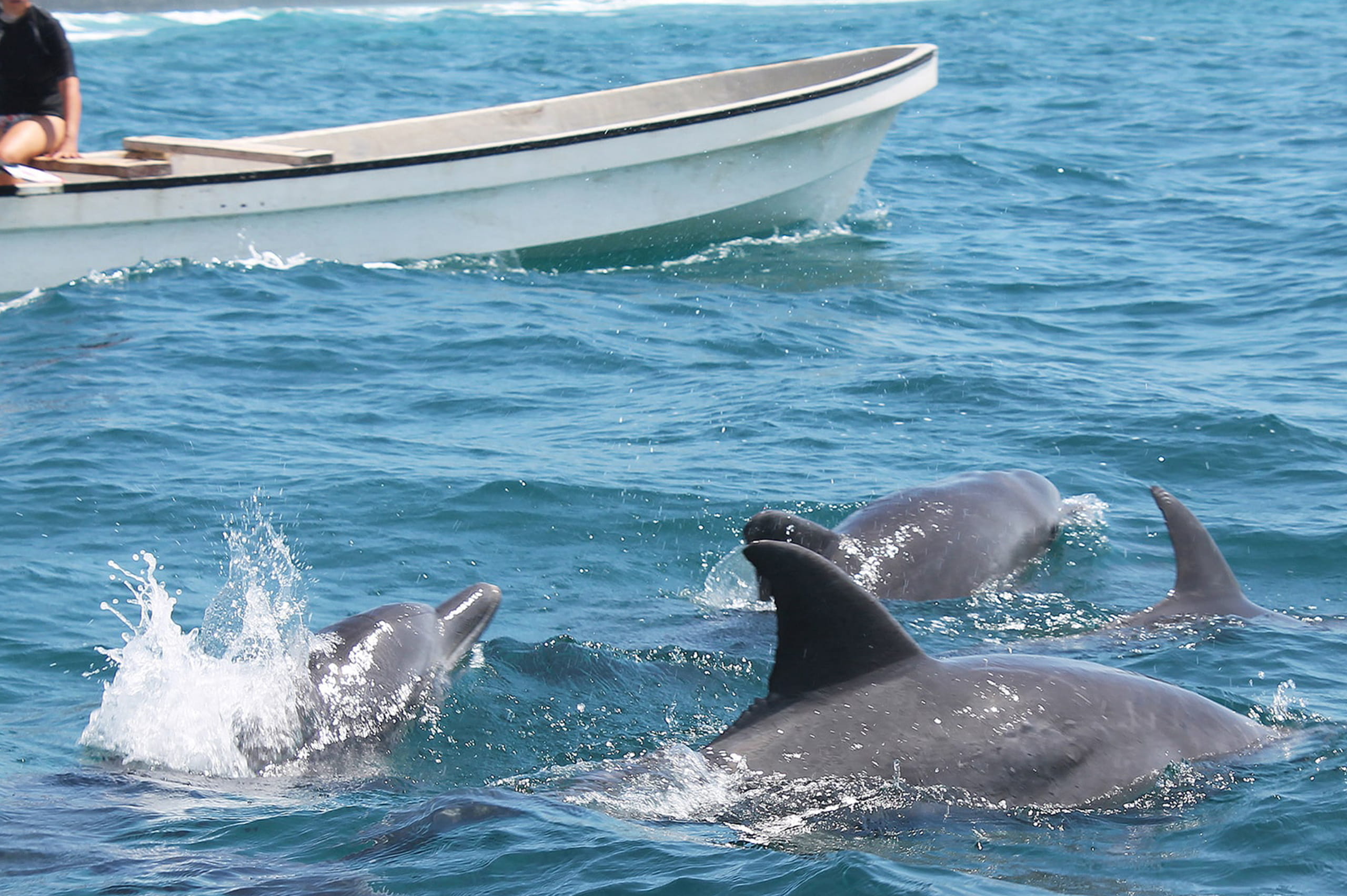 Swimming With Dolphins at Kizimkazi
