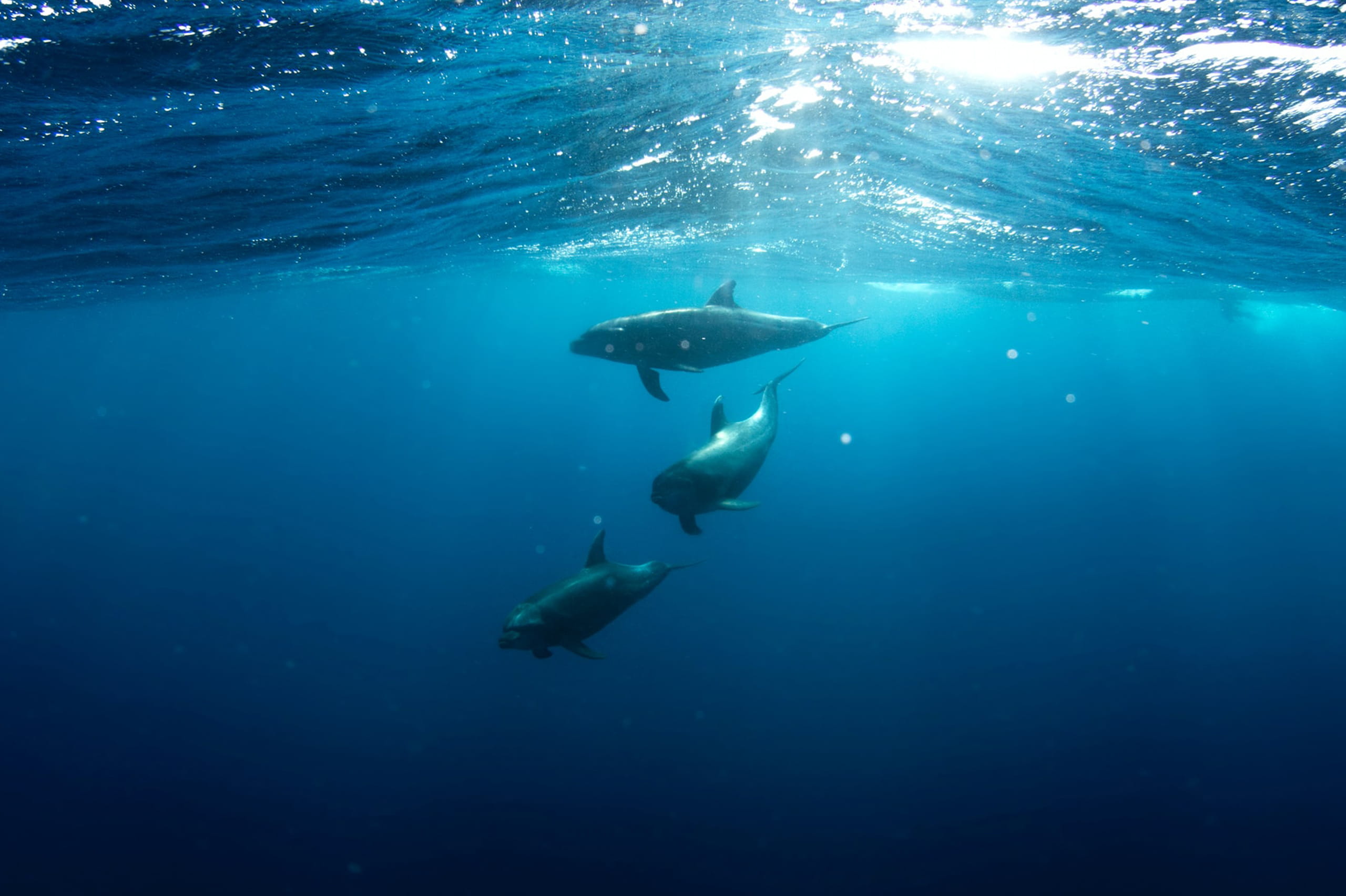 Swimming With Dolphins at Kizimkazi