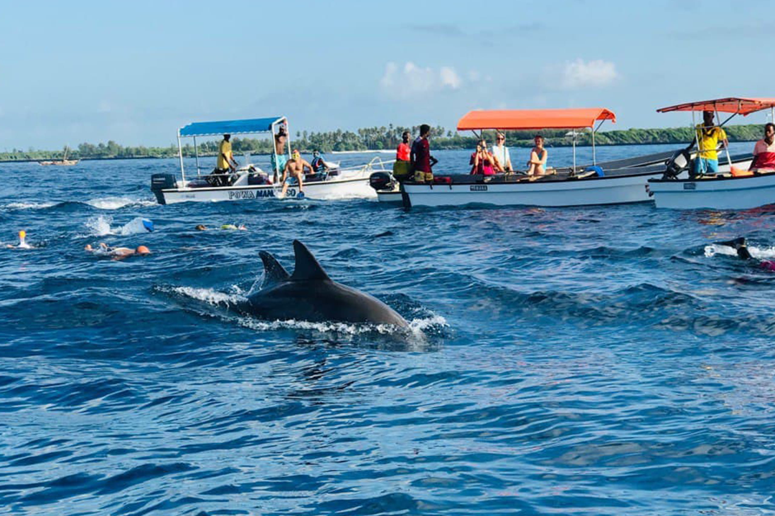 Swimming With Dolphins at Kizimkazi