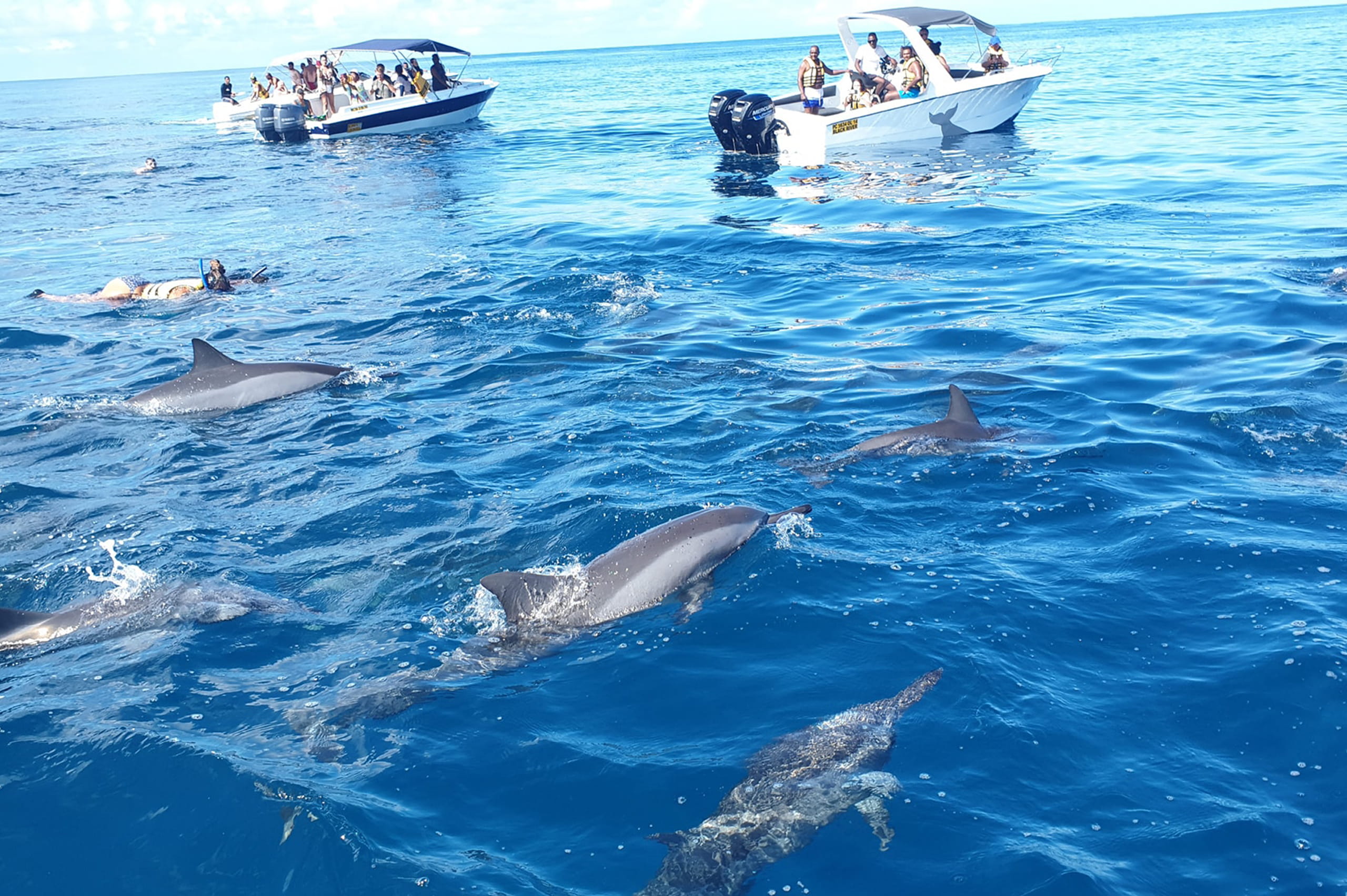 Swimming With Dolphins at Kizimkazi