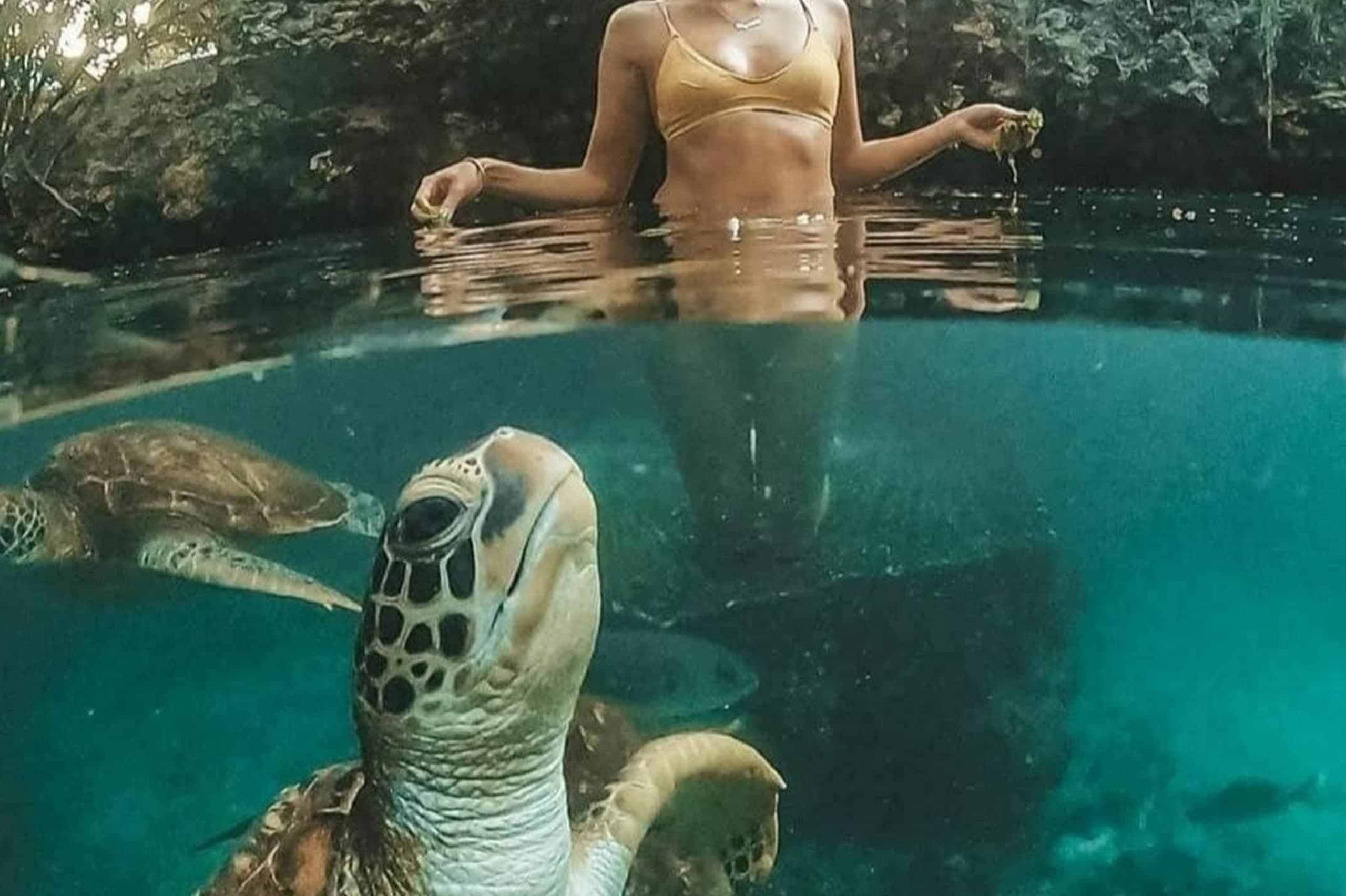 Swimming With Turtle at Baraka Aquarium