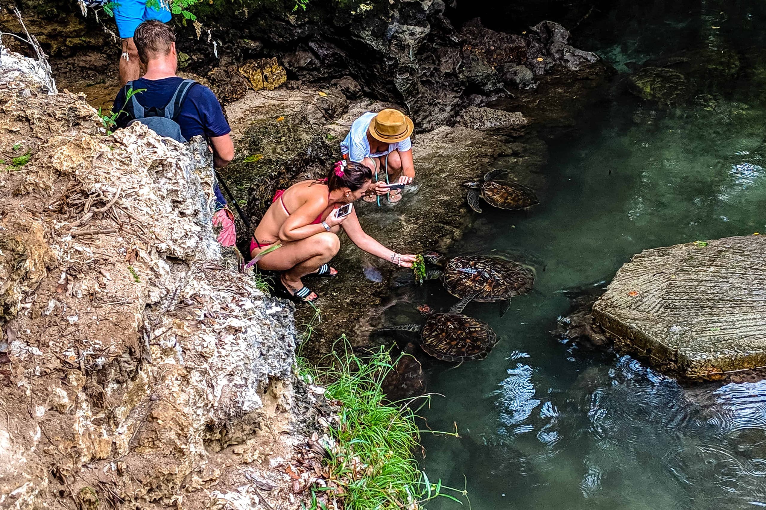 Swimming With Turtle at Baraka Aquarium