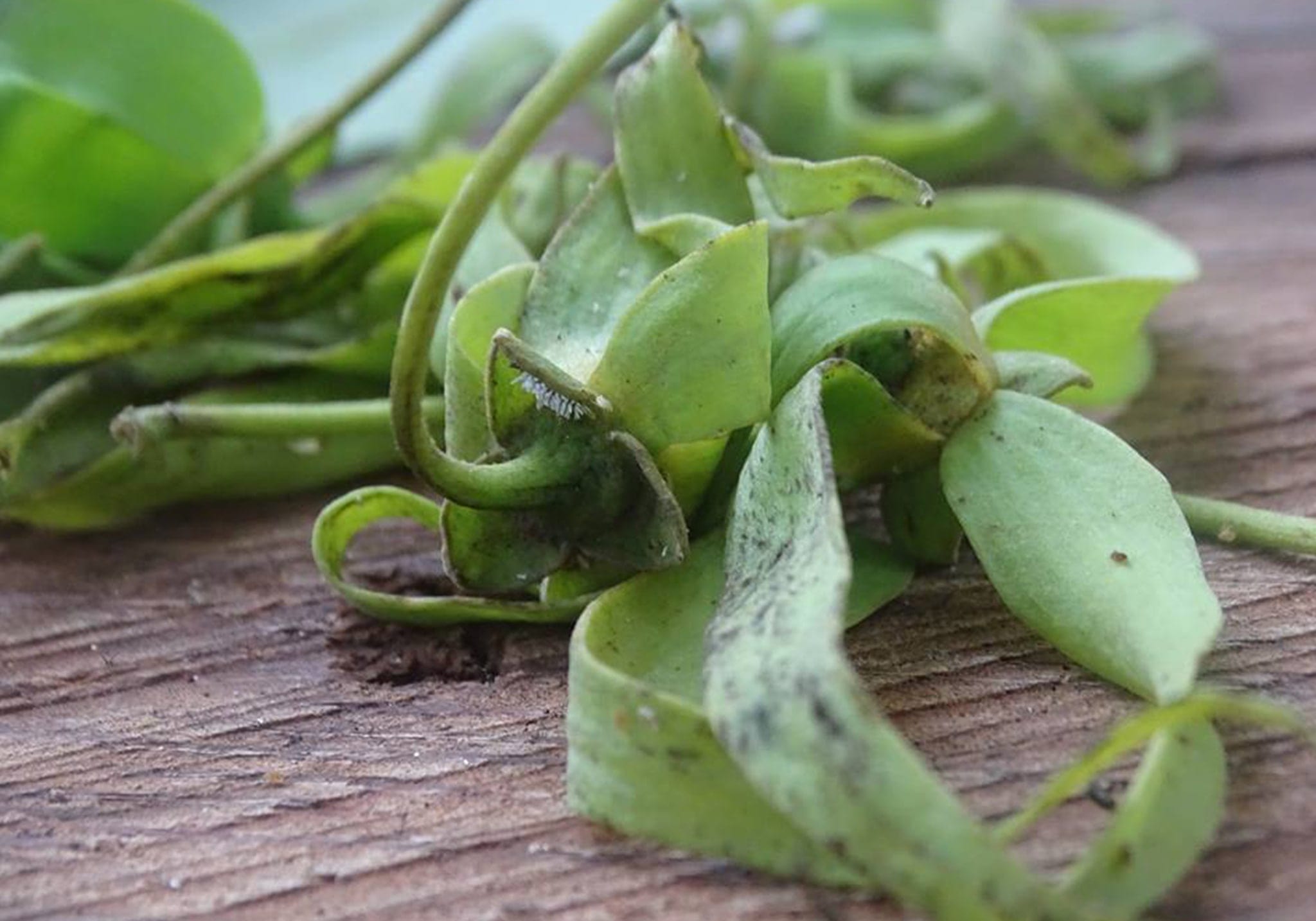 Walk Through Time in Stone Town