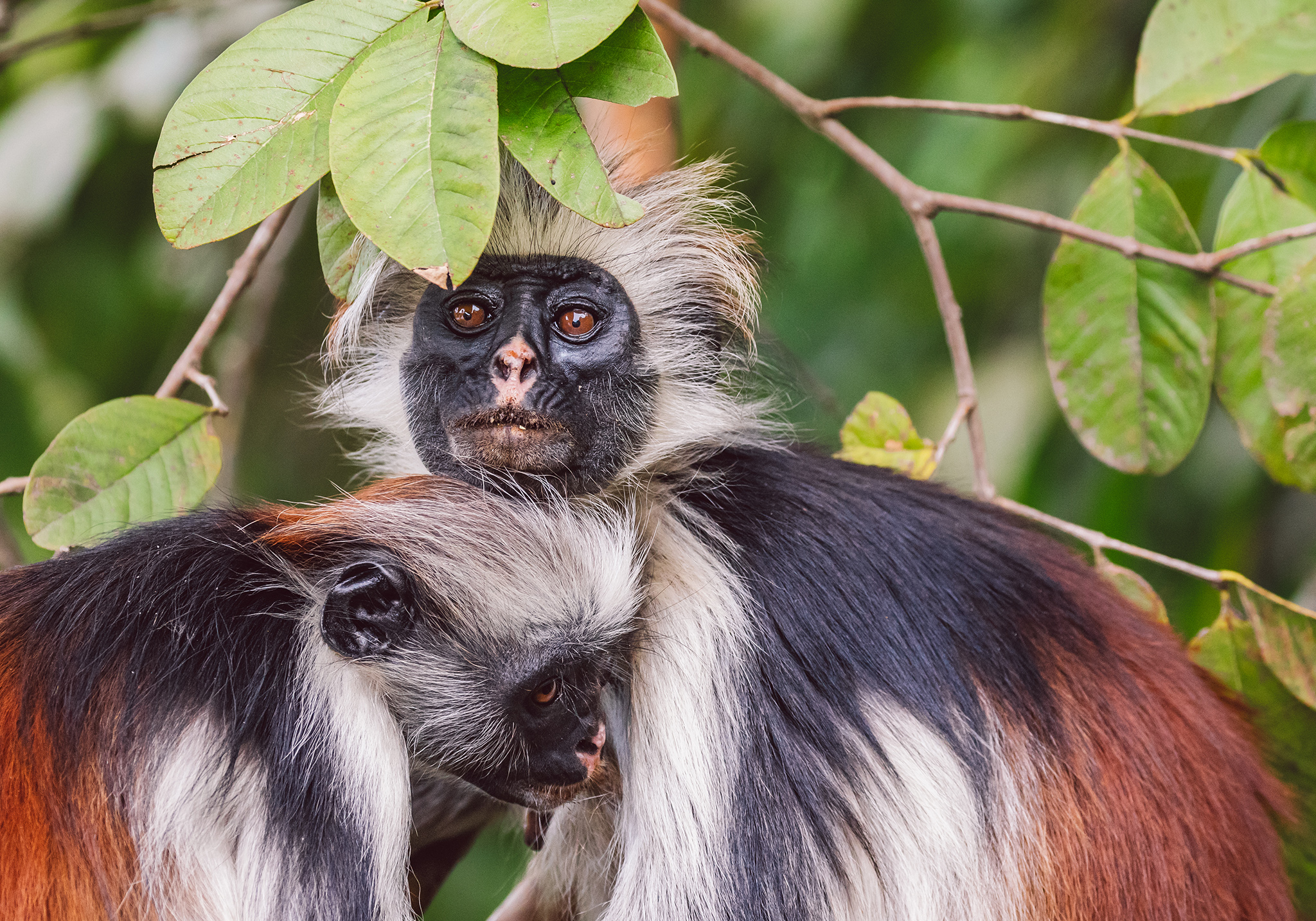 Discover the Wonders of Jozani & Mangrove Forest