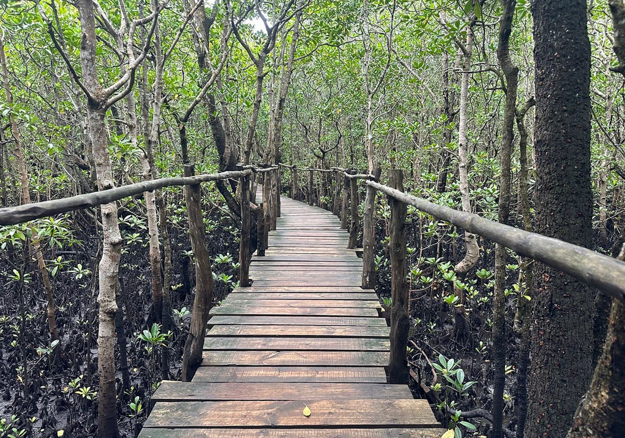Discover the Wonders of Jozani & Mangrove Forest