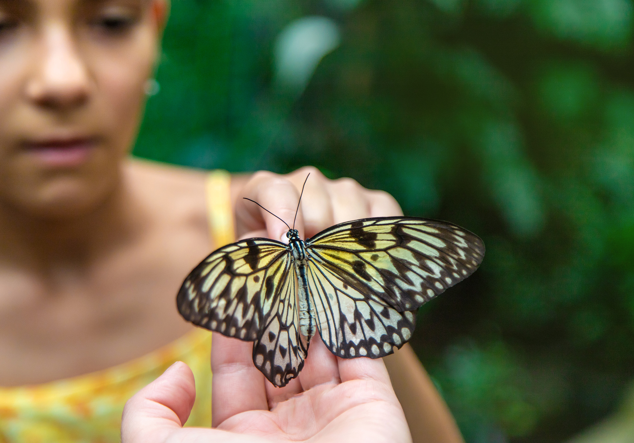 Explore the Wonders of Zanzibar Butterflies