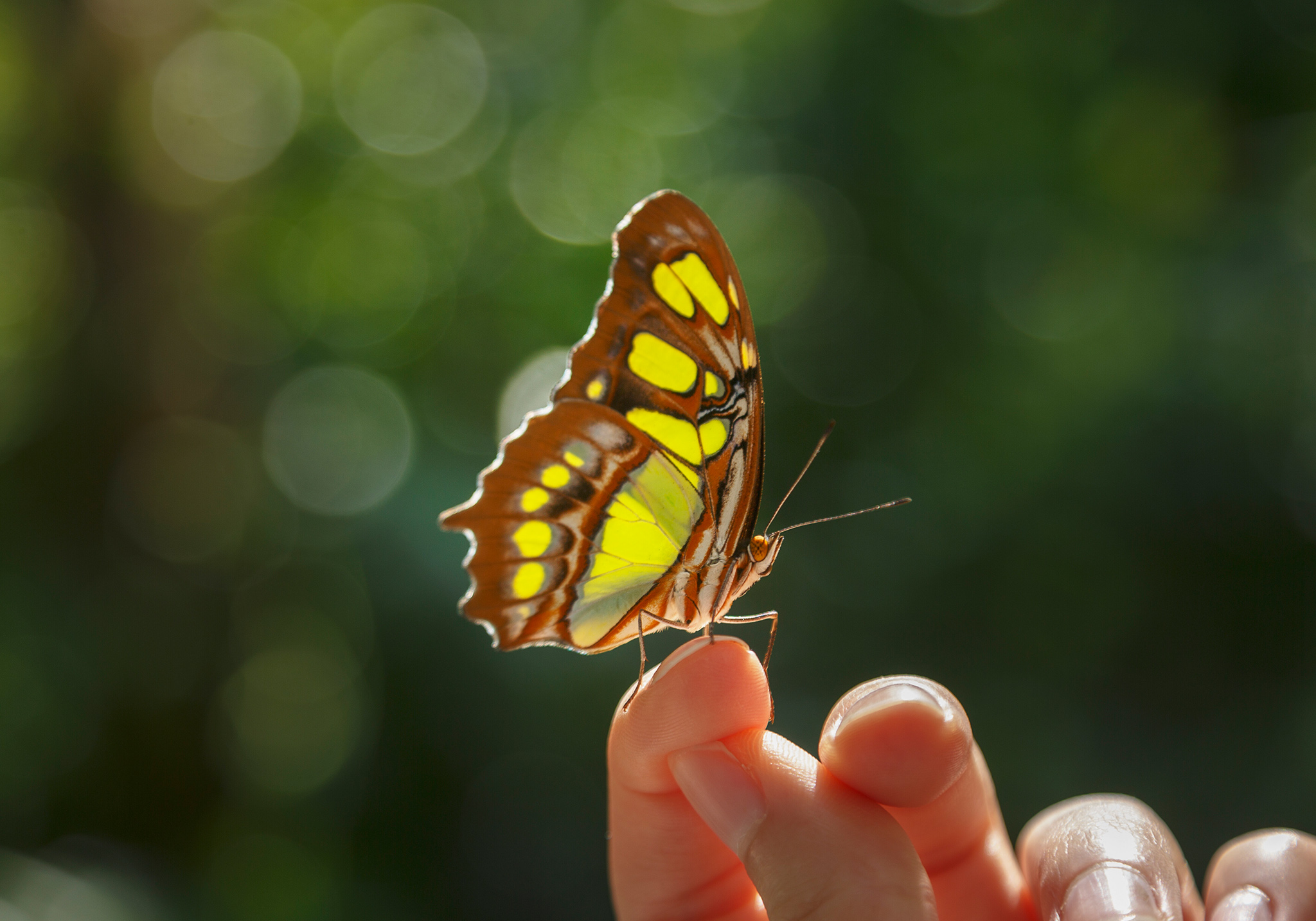 Explore the Wonders of Zanzibar Butterflies