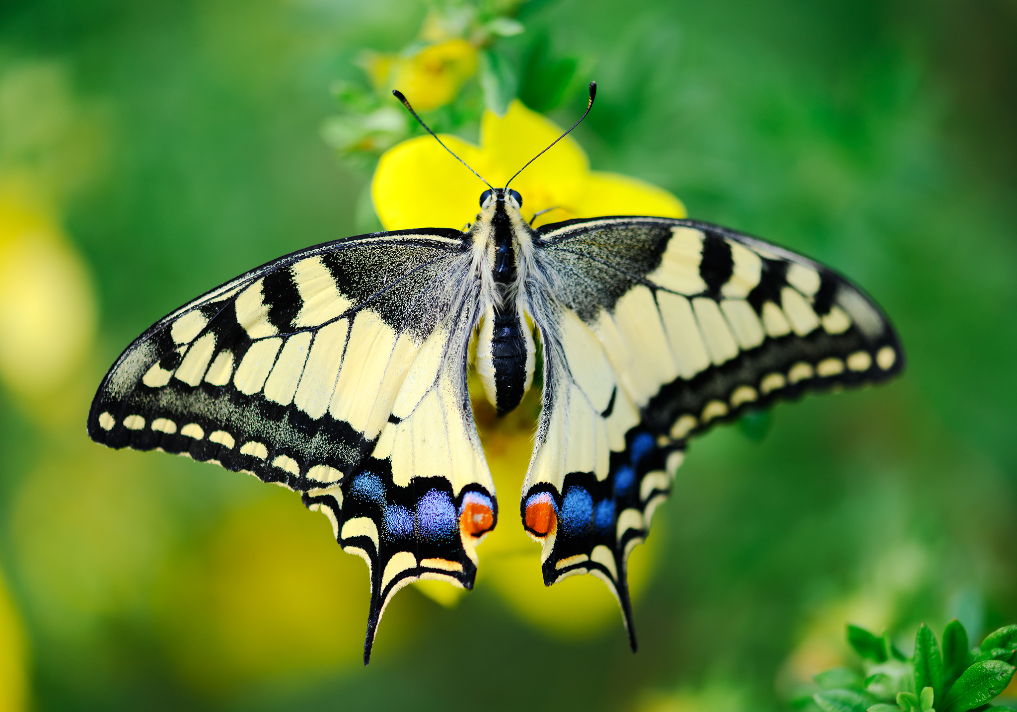Explore the Wonders of Zanzibar Butterflies