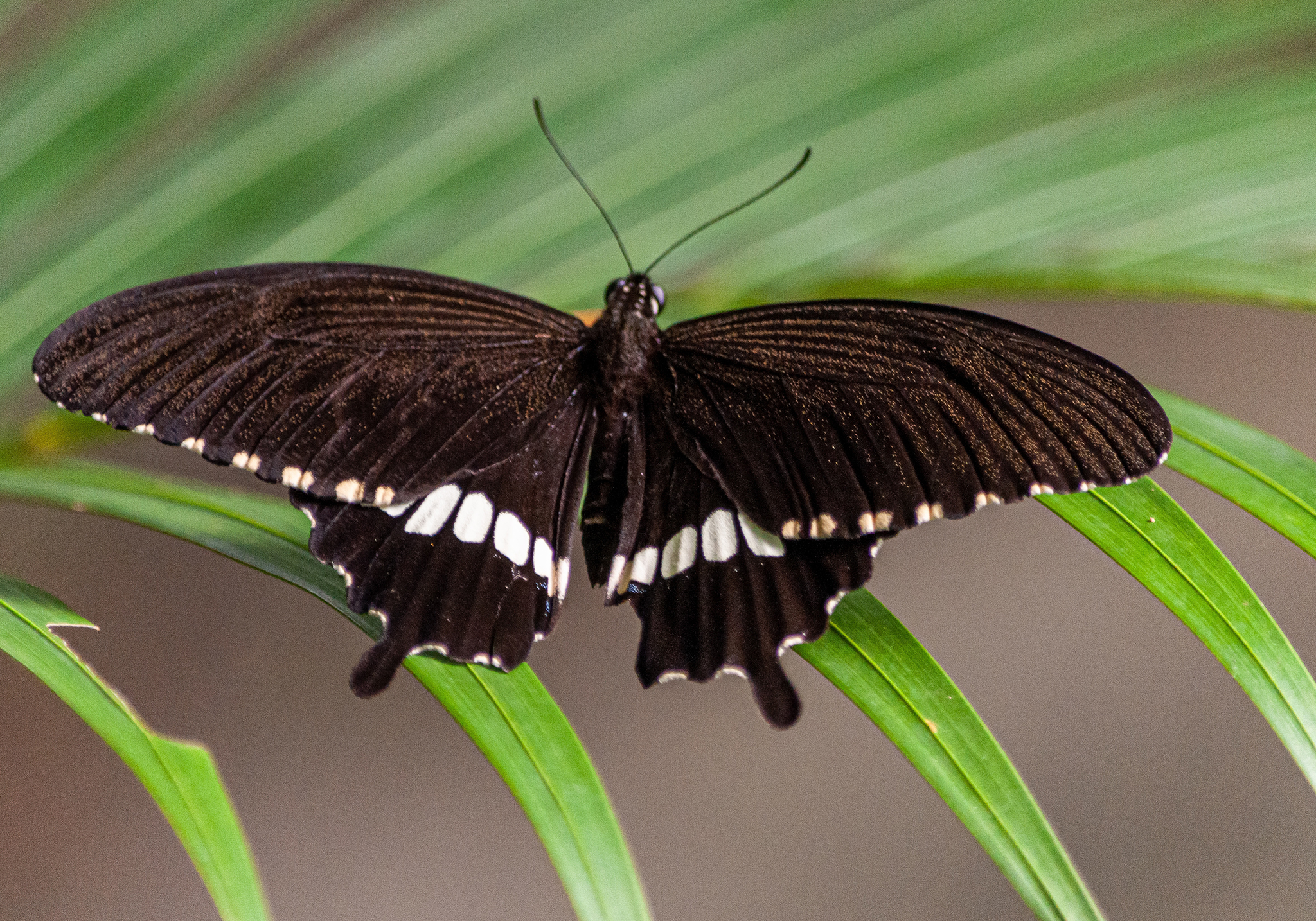 Explore the Wonders of Zanzibar Butterflies