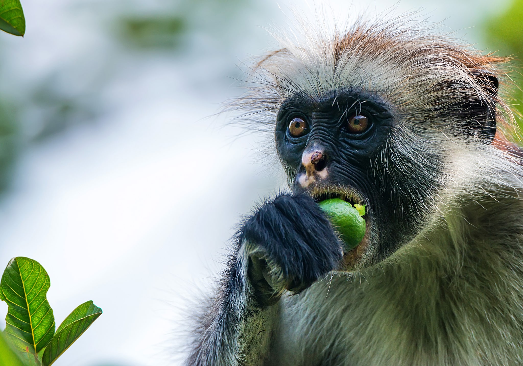 Discover the Wonders of Jozani & Mangrove Forest