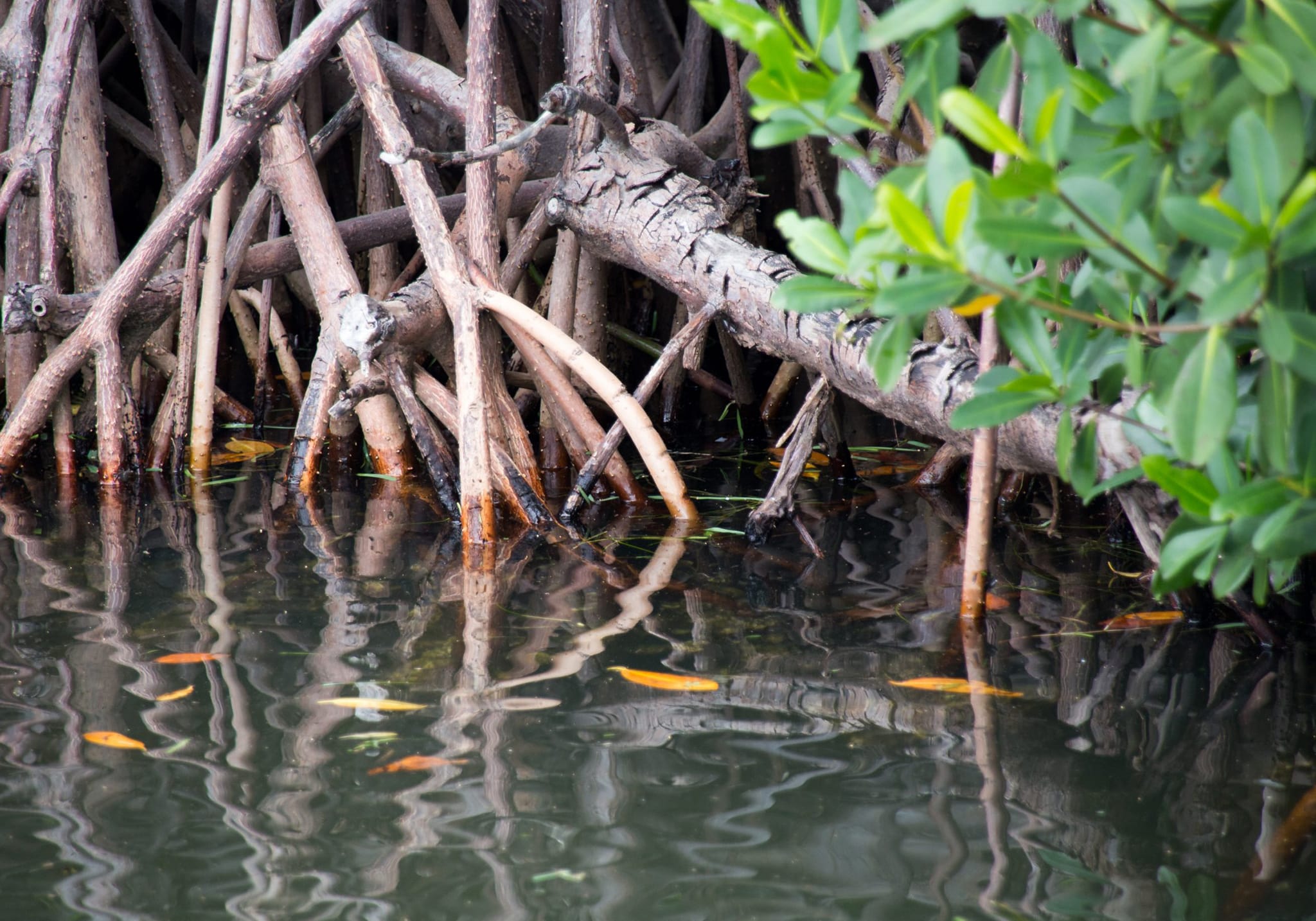 Discover the Wonders of Jozani & Mangrove Forest