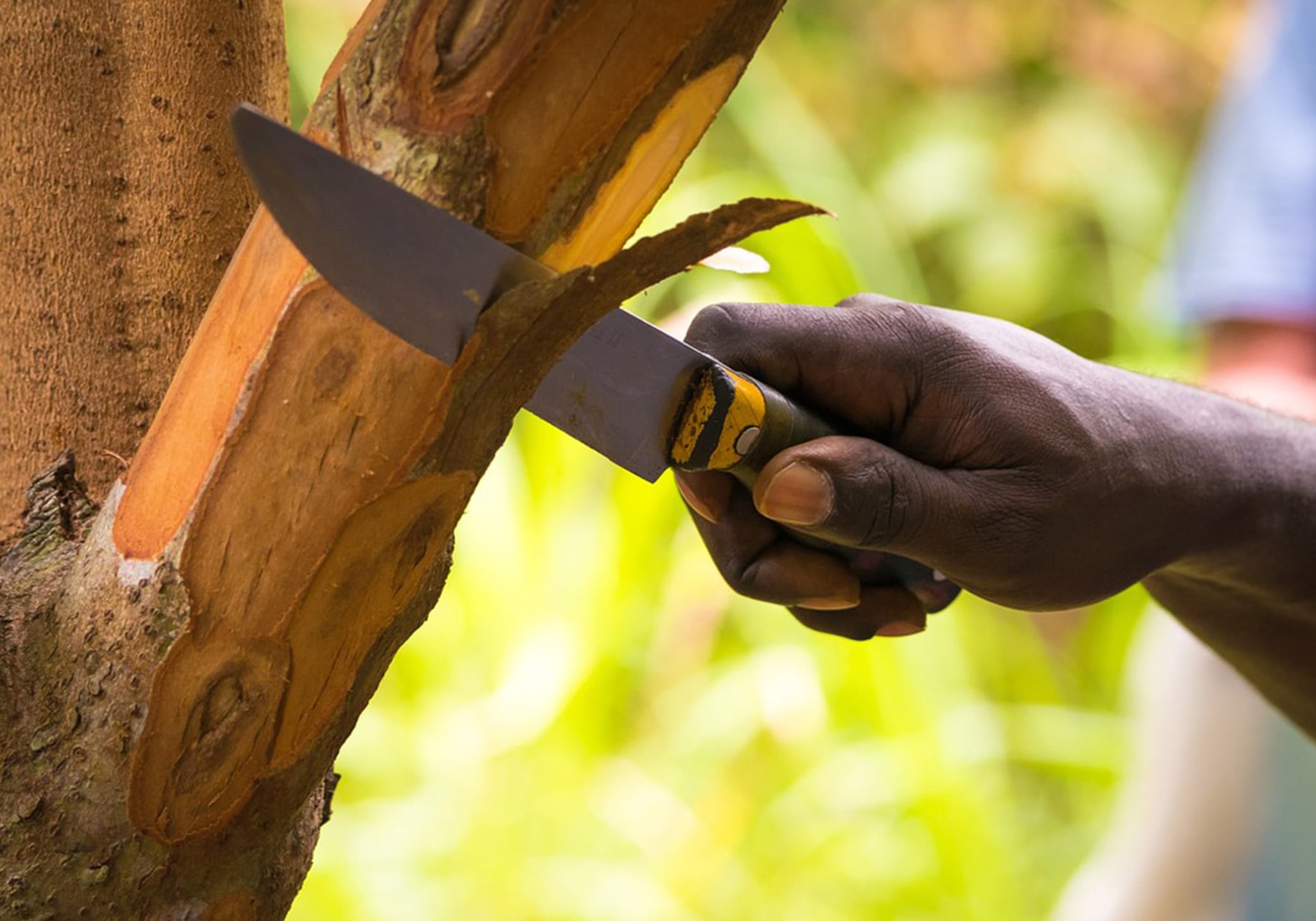 Journey Through the Senses at Zanzibar’s Spice Farm