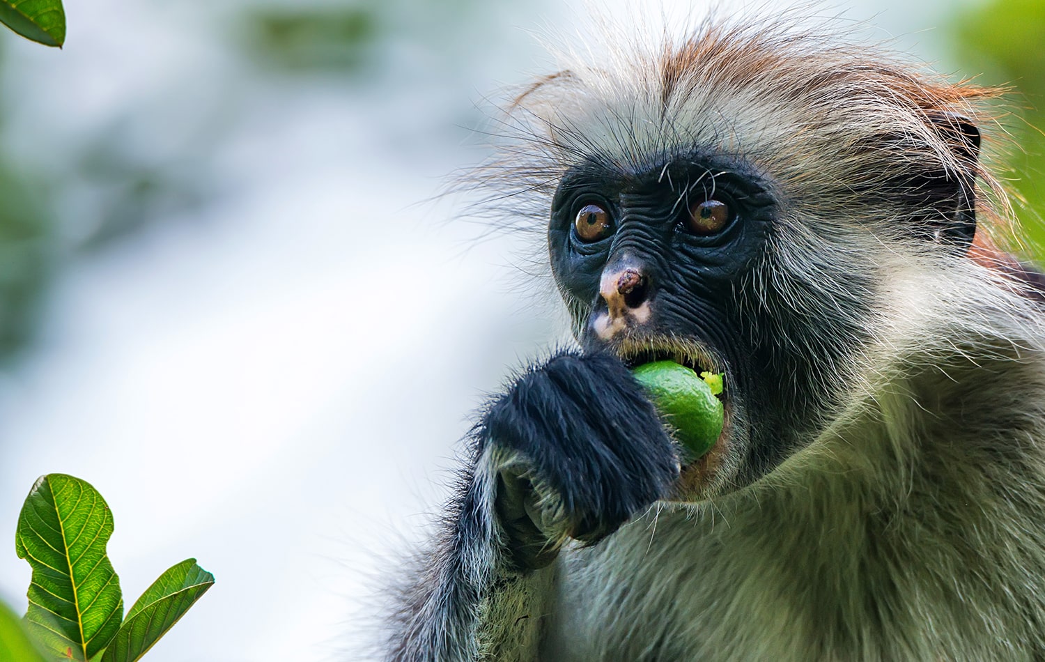 Exploring Jozani & Mangrove’s Forest