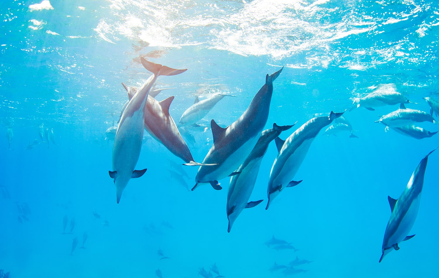 Swimming With Dolphins at Kizimkazi