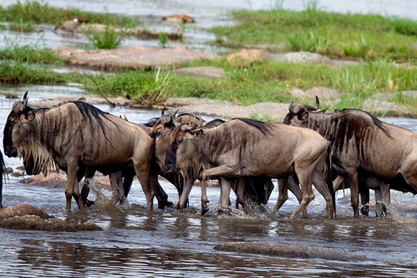 3 Days Fly-in Tanzania Safari To Serengeti National Park From Zanzibar