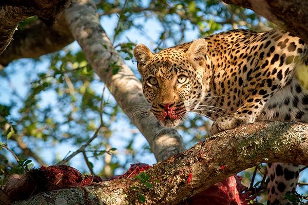 3 Days Fly-in Safari To Tarangire, Lake Manyara and Ngorongoro Crater From Zanzibar