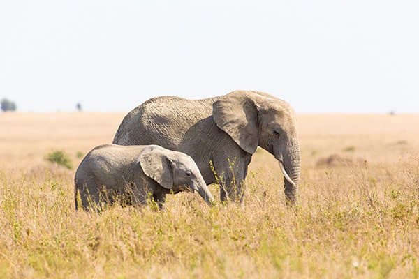 5 Days Fly-in Safari To Tarangire, Serengeti, Ngorongoro Crater and Lake Manyara From Zanzibar