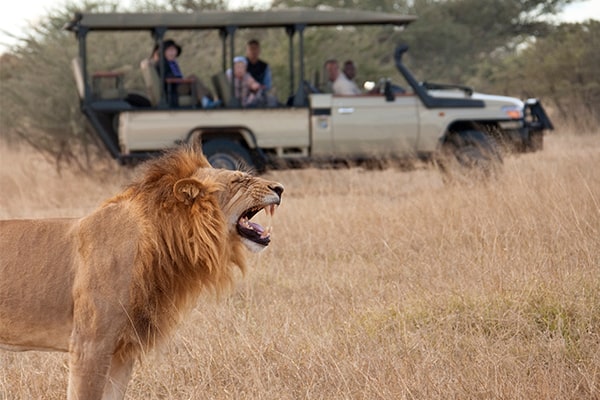 Day Trip Fly-in Safari to Mikumi National Park from Zanzibar