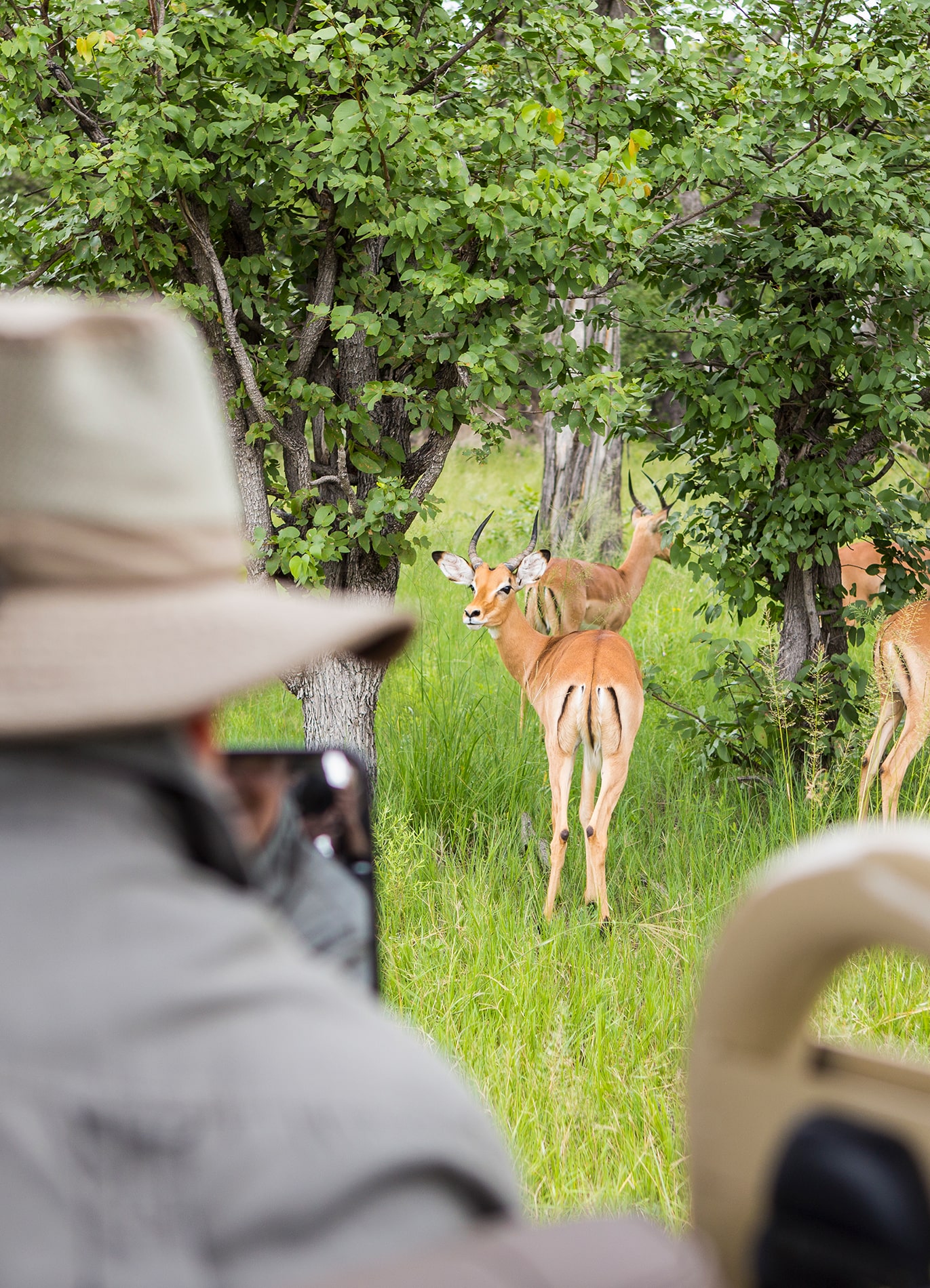 2 Days Drive-in Safari to Mikumi National Park from Zanzibar