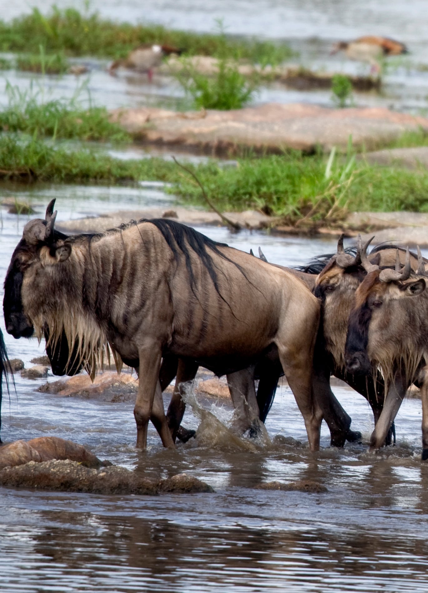 3 Days Fly-in Tanzania Safari To Serengeti National Park From Zanzibar