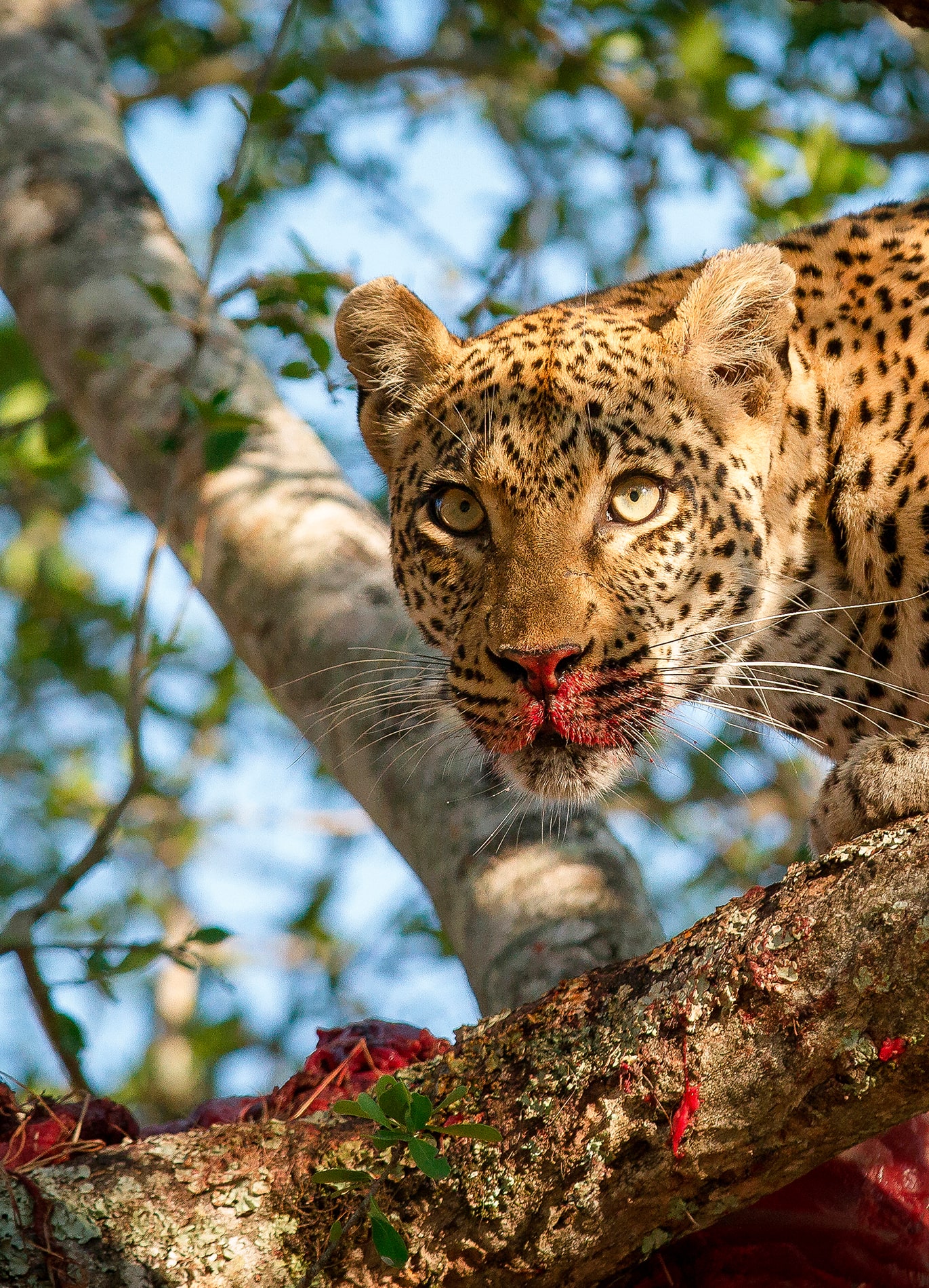 3 Days Fly-in Safari To Tarangire, Lake Manyara and Ngorongoro Crater From Zanzibar