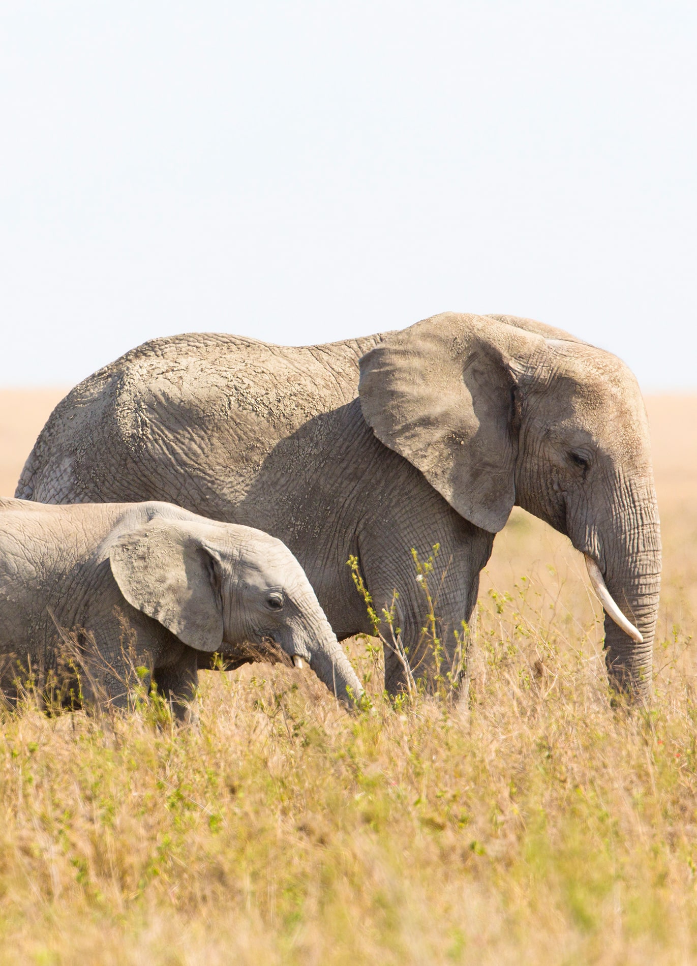 5 Days Fly-in Safari To Tarangire, Serengeti, Ngorongoro Crater and Lake Manyara From Zanzibar