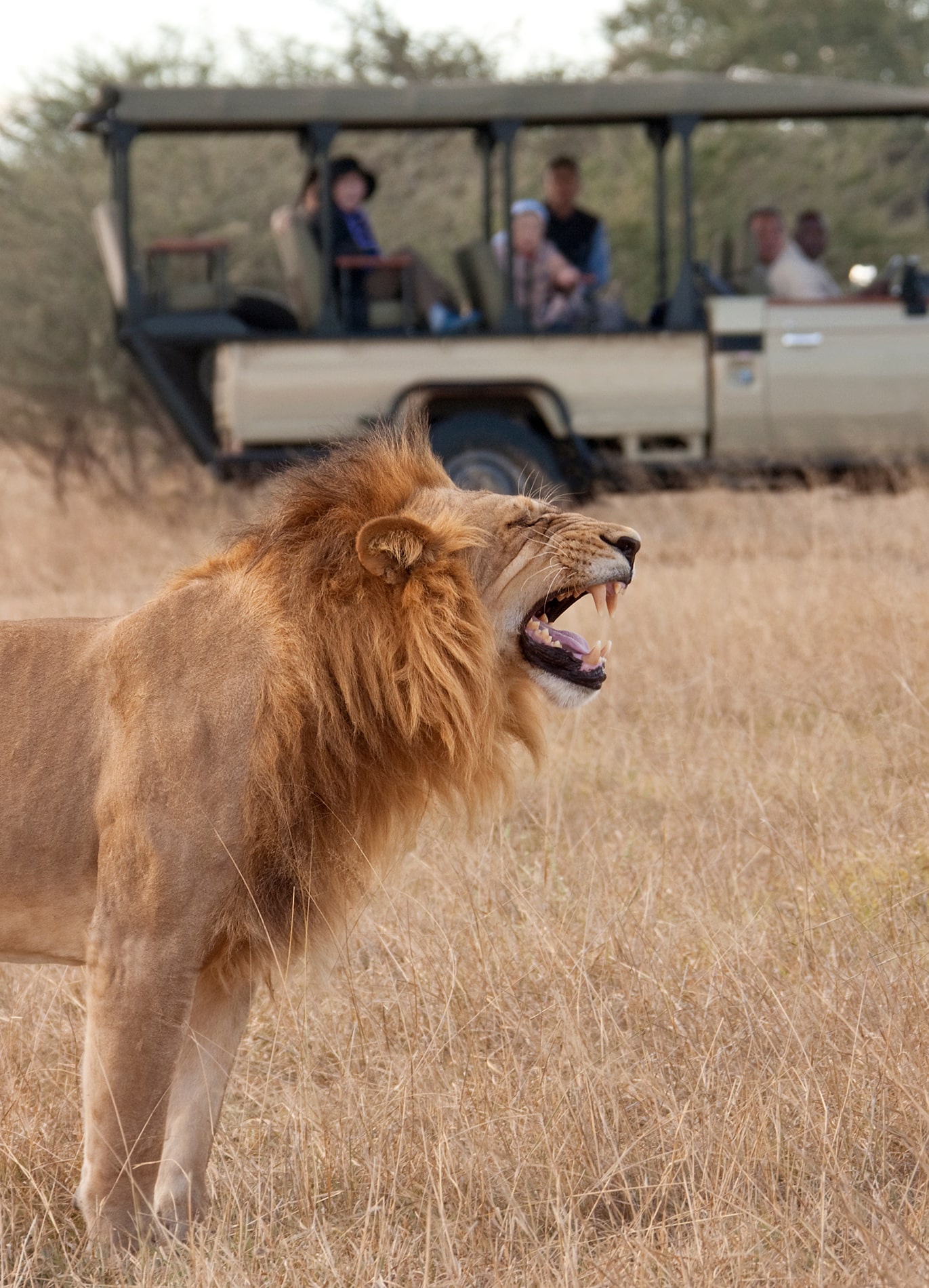 Day Trip Fly-in Safari to Mikumi National Park from Zanzibar