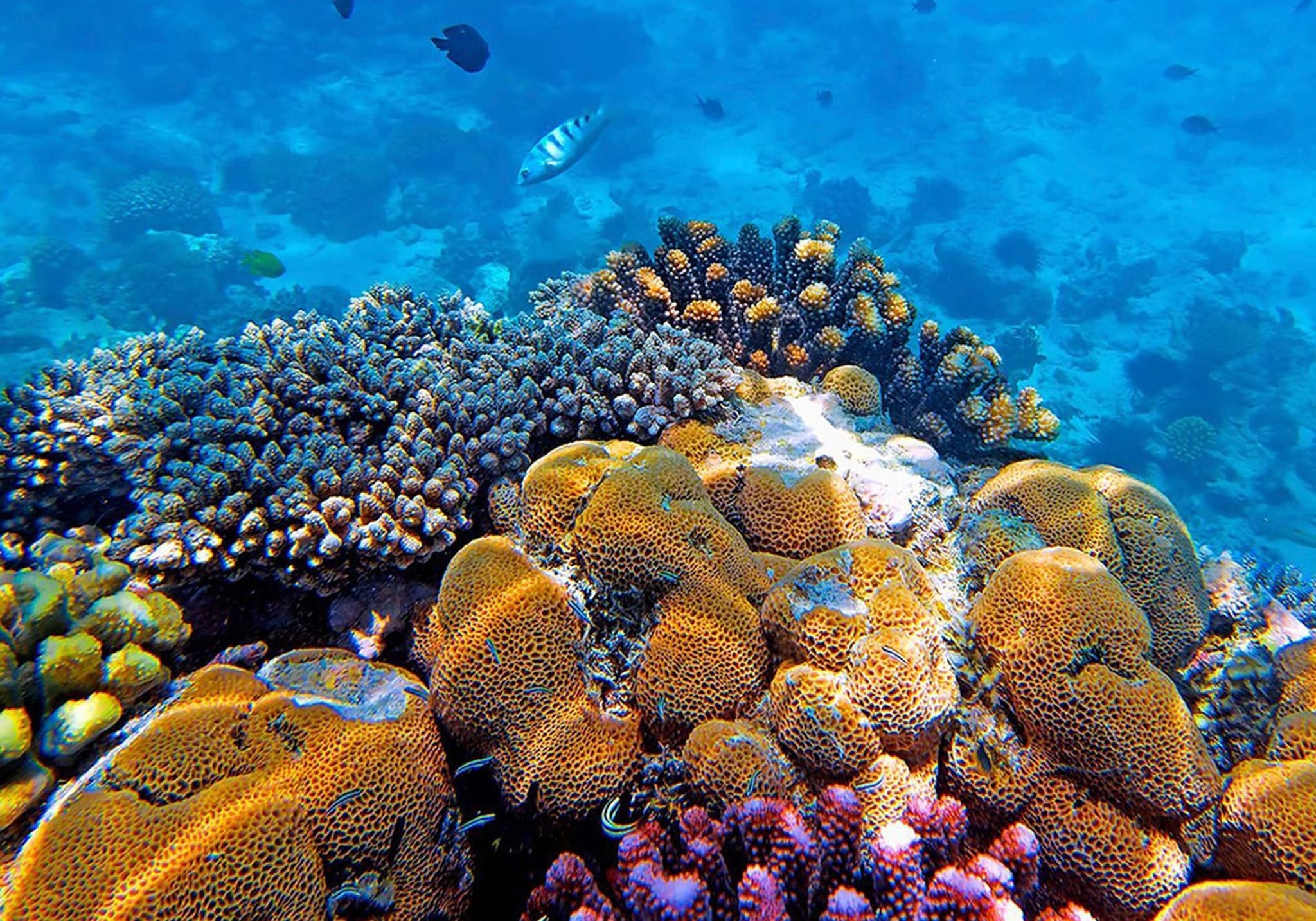 Pemba in Bloom: 5 Days of Pure Bliss on Zanzibar’s Hidden Green Paradise