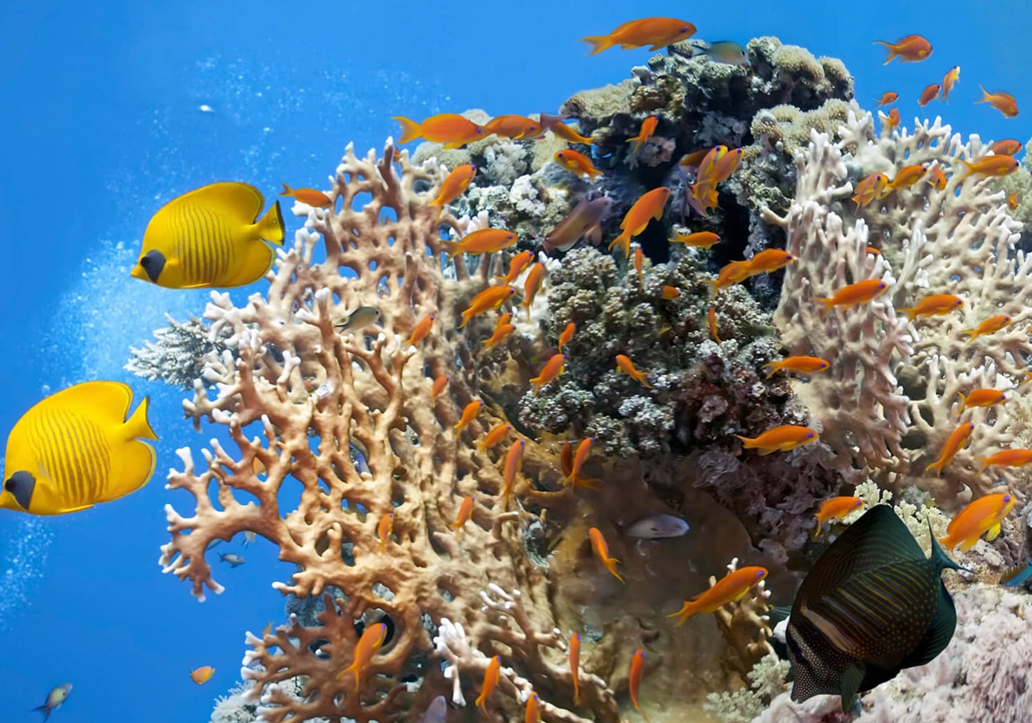 Pemba in Bloom: 5 Days of Pure Bliss on Zanzibar’s Hidden Green Paradise